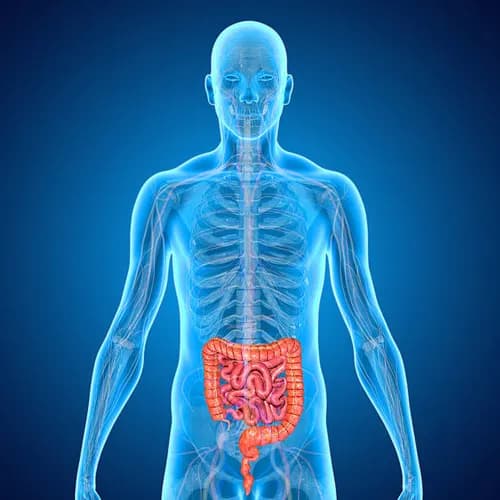 Digestive Health